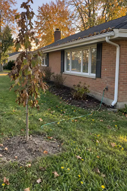 The same yard with a droopy young tree in dry soil, a hose across the lawn, dandelions and a clogged gutter